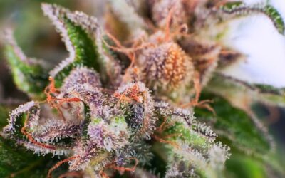 Enjoy Cannabis Flower