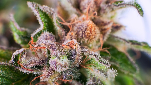 Enjoy Cannabis Flower