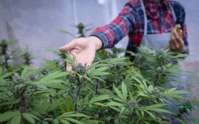 What You Need to Know Before You Buy Cannabis Flower