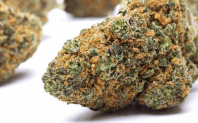 Join the CLUB for Dixon and Davis Dispensary Deals